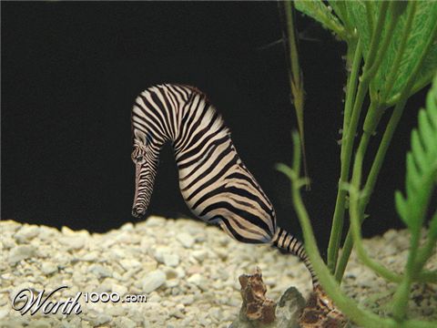 Photoshop Design by rblack