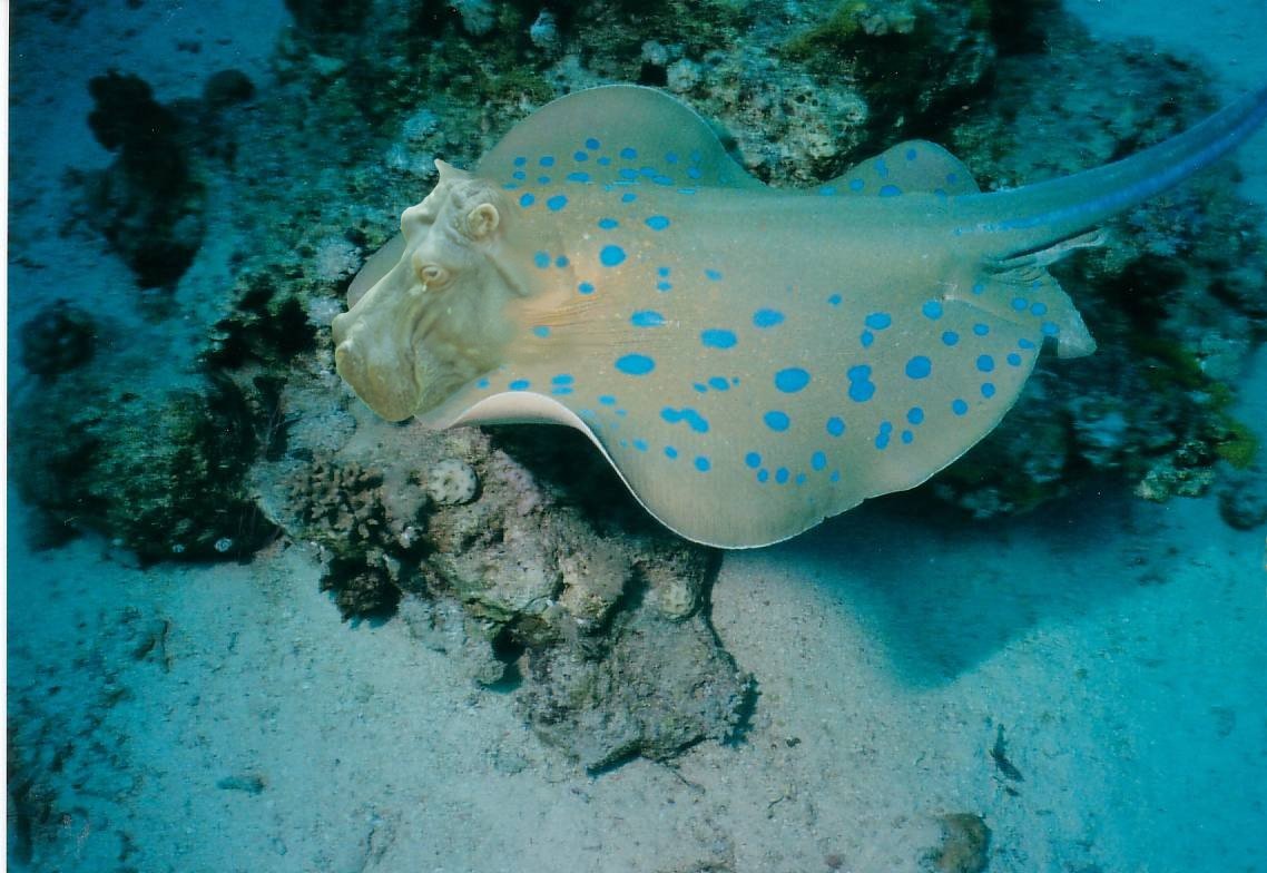 Photoshop Design by kibbitzmom for DesignCrowd (Community Contests) | Design #9019696