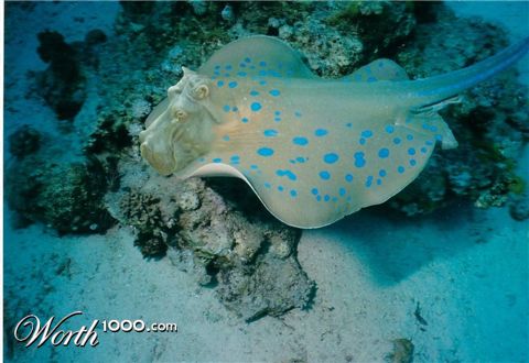 Photoshop Design by kibbitzmom