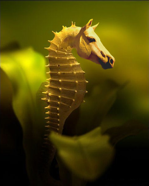 Photoshop-Design von lubiya für DesignCrowd (Community Contests) | Design #9019736