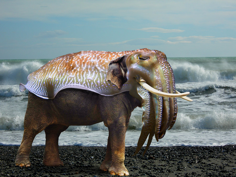 Photoshop Design by HDoyer for DesignCrowd (Community Contests) | Design #9019743