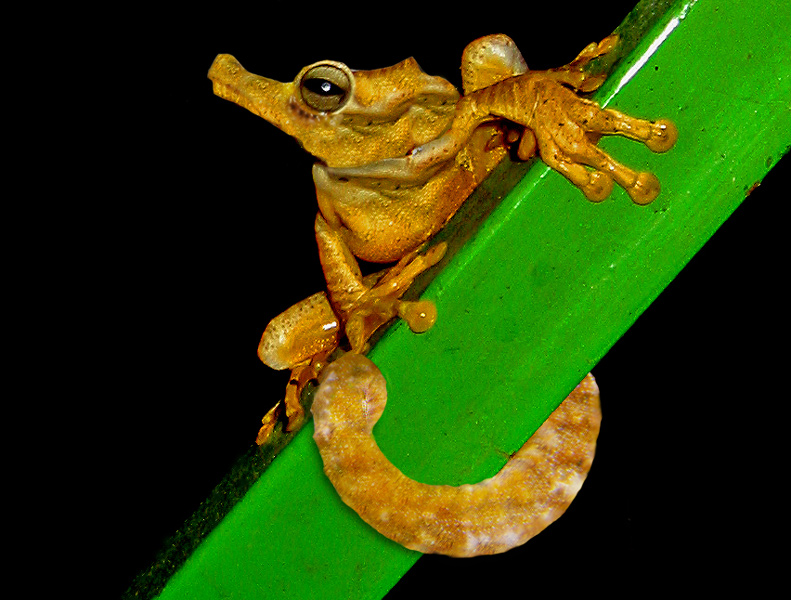 Photoshop-Design von Grujah für DesignCrowd (Community Contests) | Design #9019700