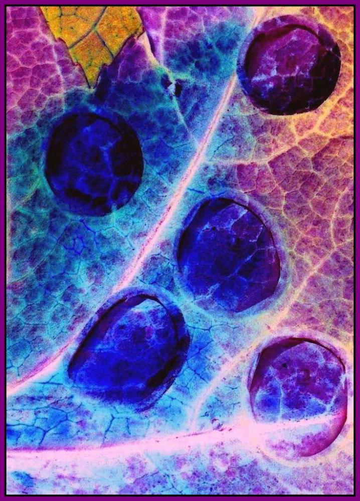 Photography by Isabella2006 for DesignCrowd (Community Contests) | Design #9020921