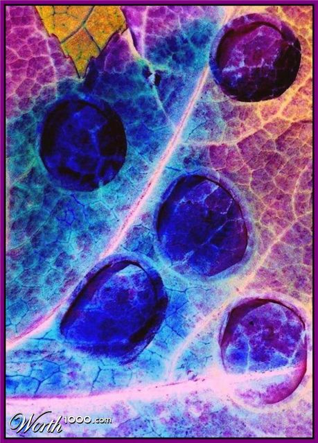 Photography by Isabella2006