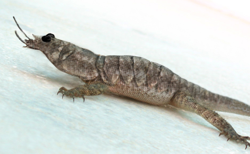 Photoshop Design by spiraleye for DesignCrowd (Community Contests) | Design #9019634