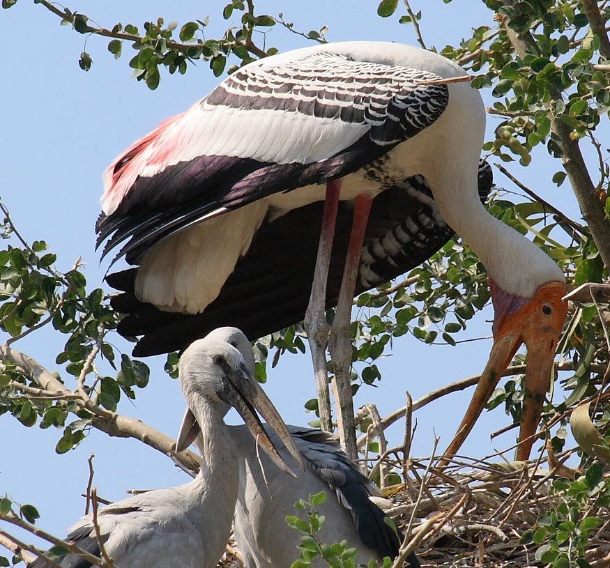 Fotografía por sachsonh para DesignCrowd (Community Contests) | Diseño #9023972