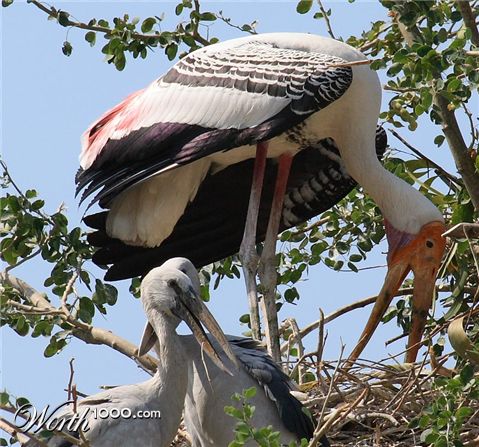 Photography by sachsonh