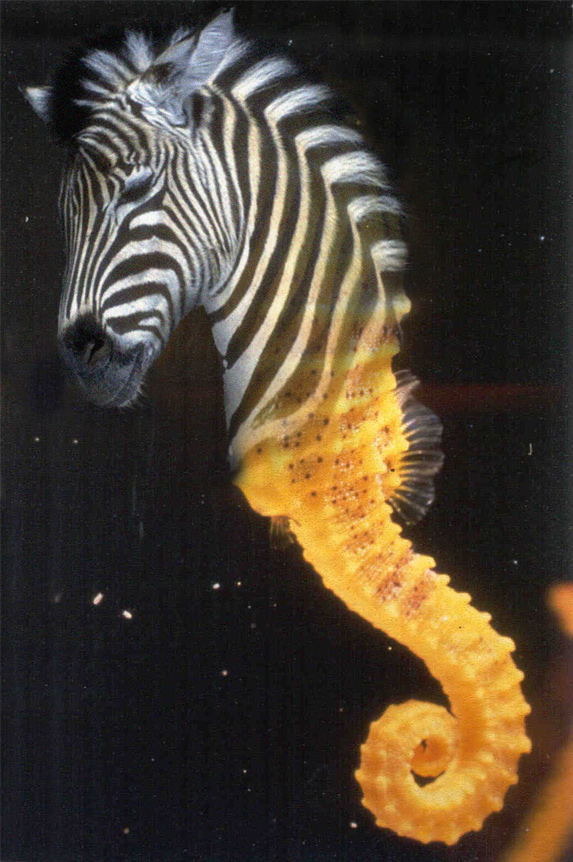 Photoshop Design by Superuntouchable for DesignCrowd (Community Contests) | Design #9019654