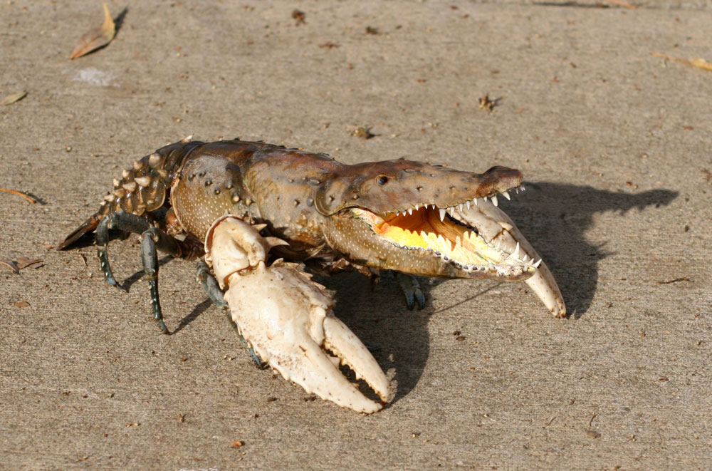 Photoshop Design by CharlesFBI for DesignCrowd (Community Contests) | Design #9019703