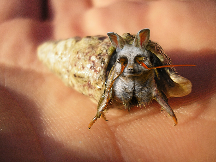 Photoshop Design by somebodyhere for DesignCrowd (Community Contests) | Design #9019748