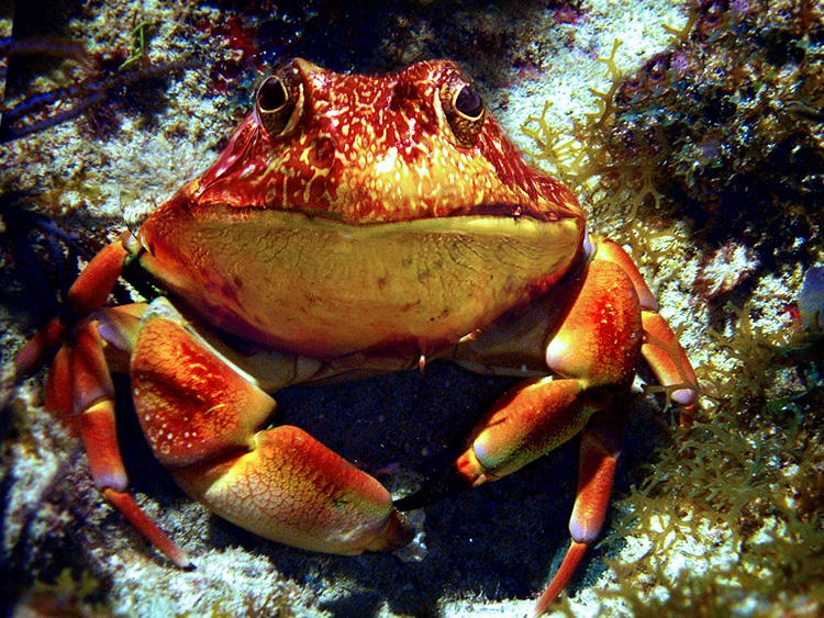 Diseño de Photoshop por Koosricardo para DesignCrowd (Community Contests) | Diseño #9019636