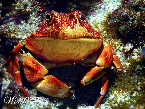 Photoshop Design by Koosricardo