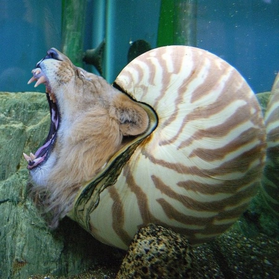 Diseño de Photoshop por Fishwife para DesignCrowd (Community Contests) | Diseño #9019722