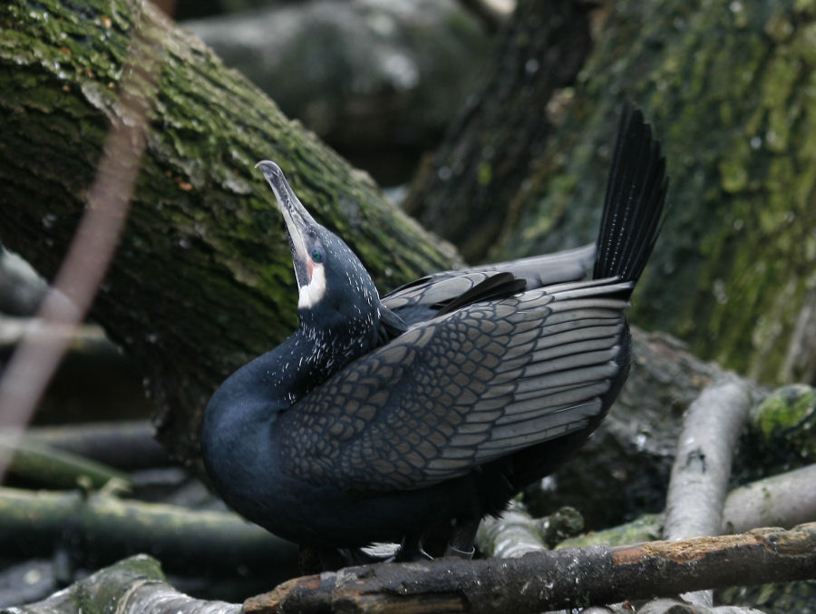 Fotografie von Jeroentje für DesignCrowd (Community Contests) | Design #9024045