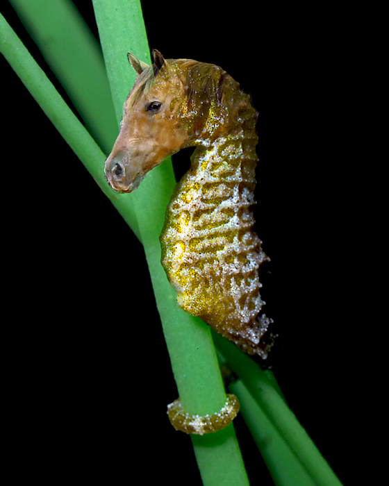 Photoshop Design by bennyandthemets for DesignCrowd (Community Contests) | Design #9019746