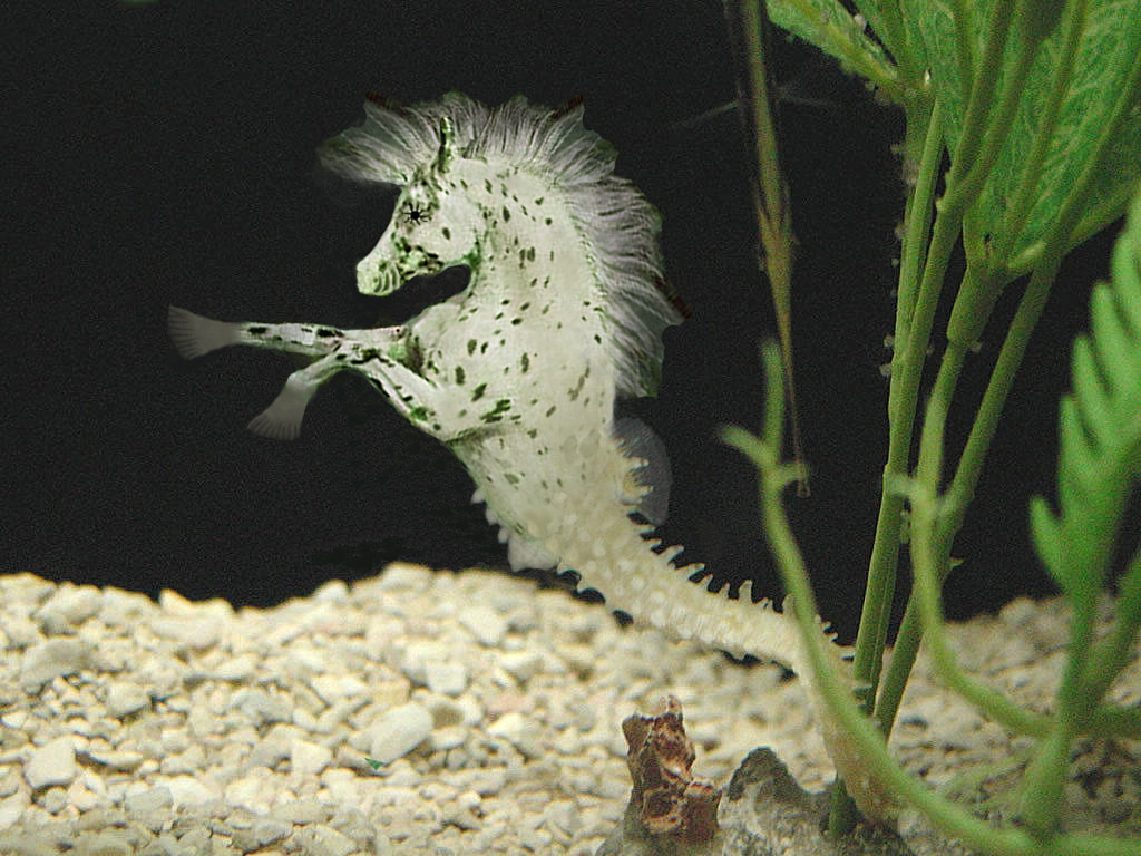 Photoshop-Design von Lacenflanl für DesignCrowd (Community Contests) | Design #9019723