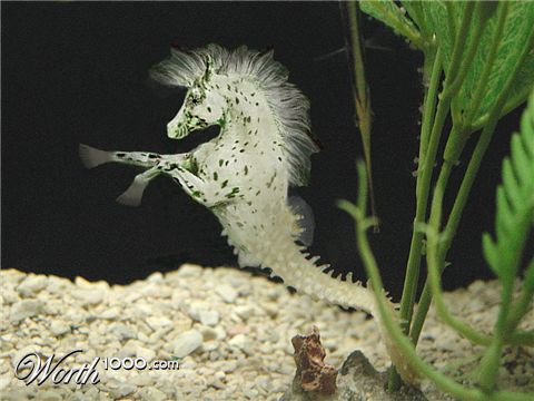 Photoshop Design by Lacenflanl