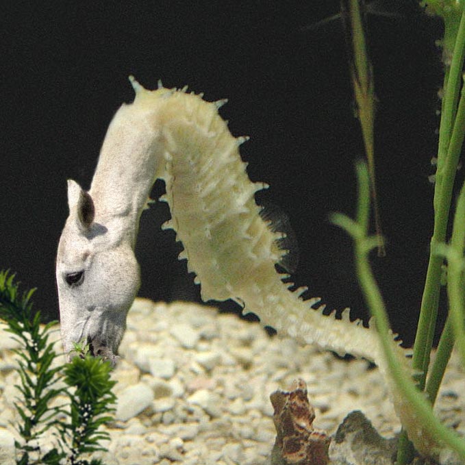 Photoshop-Design von zillas für DesignCrowd (Community Contests) | Design #9019793