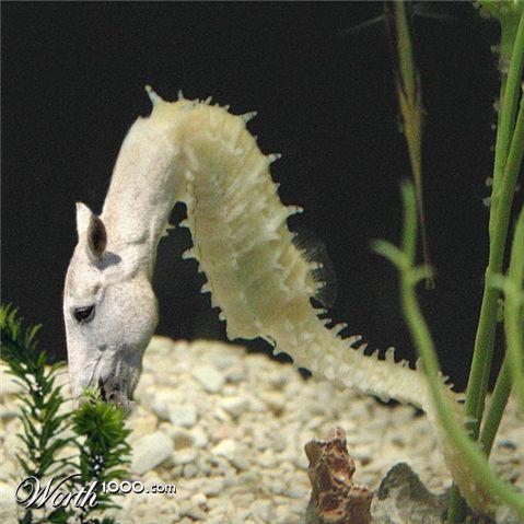 Photoshop Design by zillas