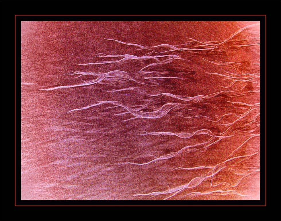 Fotografía por shazamataz para DesignCrowd (Community Contests) | Diseño #9020928