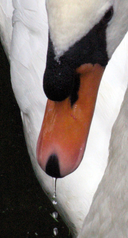 Photographie par AsierReisa pour DesignCrowd (Community Contests) | Design #9024001