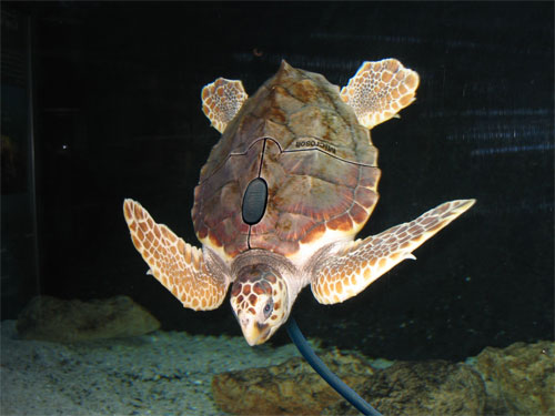 Diseño de Photoshop por Stubblychin para DesignCrowd (Community Contests) | Diseño #9027110