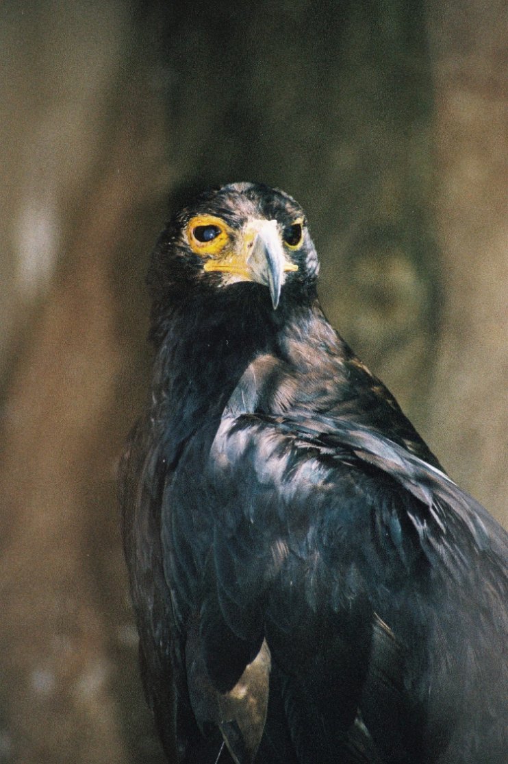 Fotografie von christelgrie für DesignCrowd (Community Contests) | Design #9023981