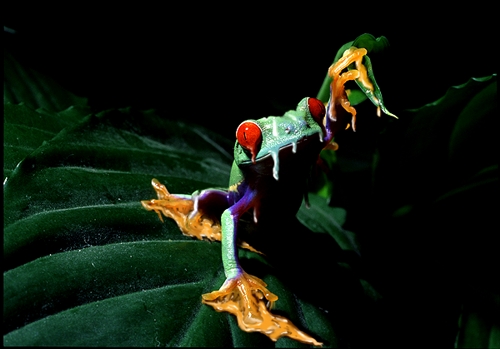 Photoshop Design by Mishikal for DesignCrowd (Community Contests) | Design #9020400