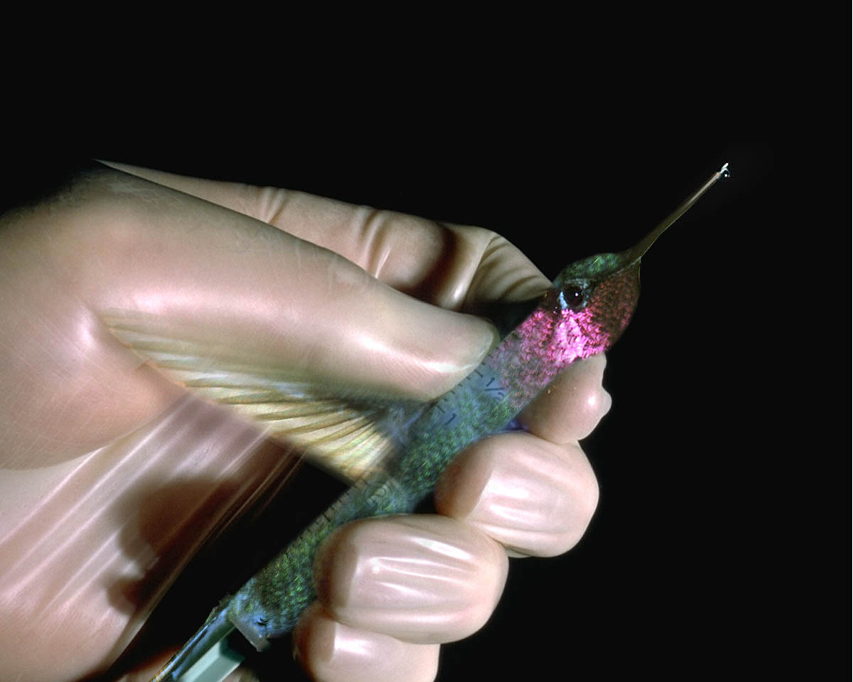 Diseño de Photoshop por ravenwolven para DesignCrowd (Community Contests) | Diseño #9027125