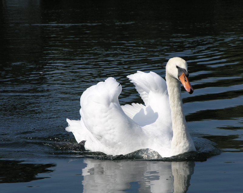 Fotografía por reconart para DesignCrowd (Community Contests) | Diseño #9024071