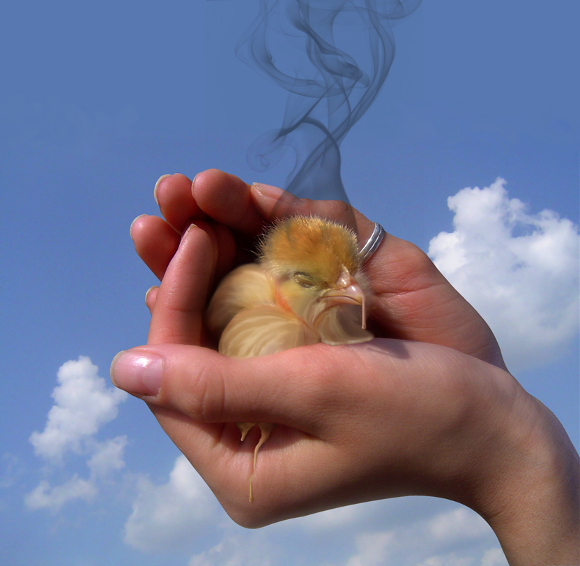 Photoshop Design by Nicky666 for DesignCrowd (Community Contests) | Design #9020430