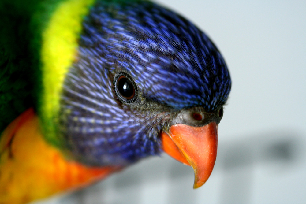 Photography by jayjay007 for DesignCrowd (Community Contests) | Design #9024149