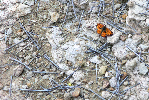 Fotografía por reconart para DesignCrowd (Community Contests) | Diseño #9025152