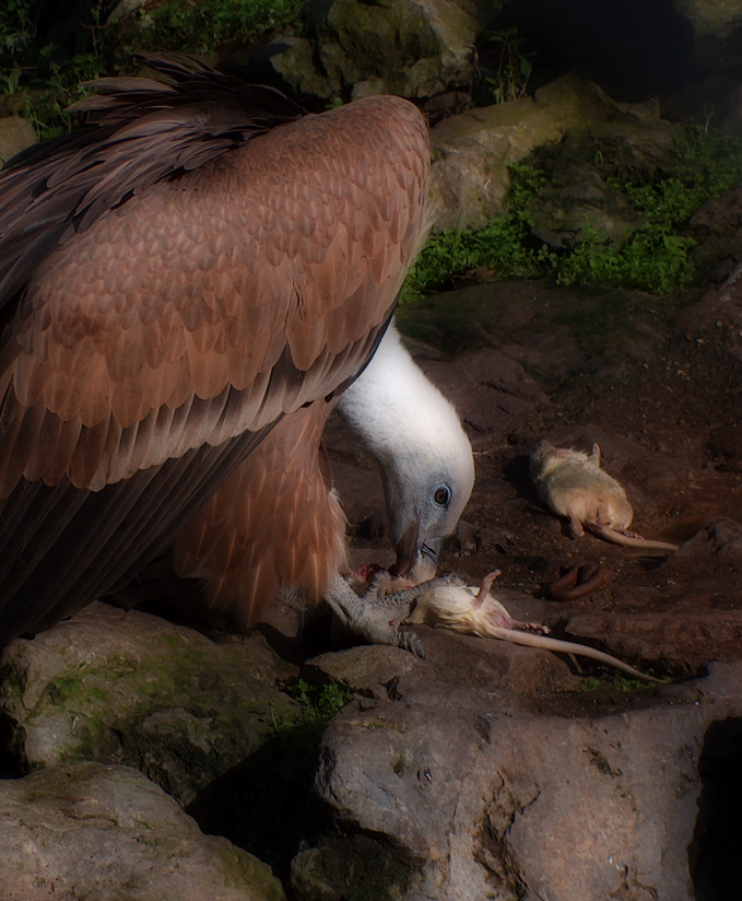 Photography by Nicky666 for DesignCrowd (Community Contests) | Design #9024106