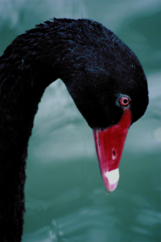 Photography by DurhamTyke for DesignCrowd (Community Contests) | Design #9024198