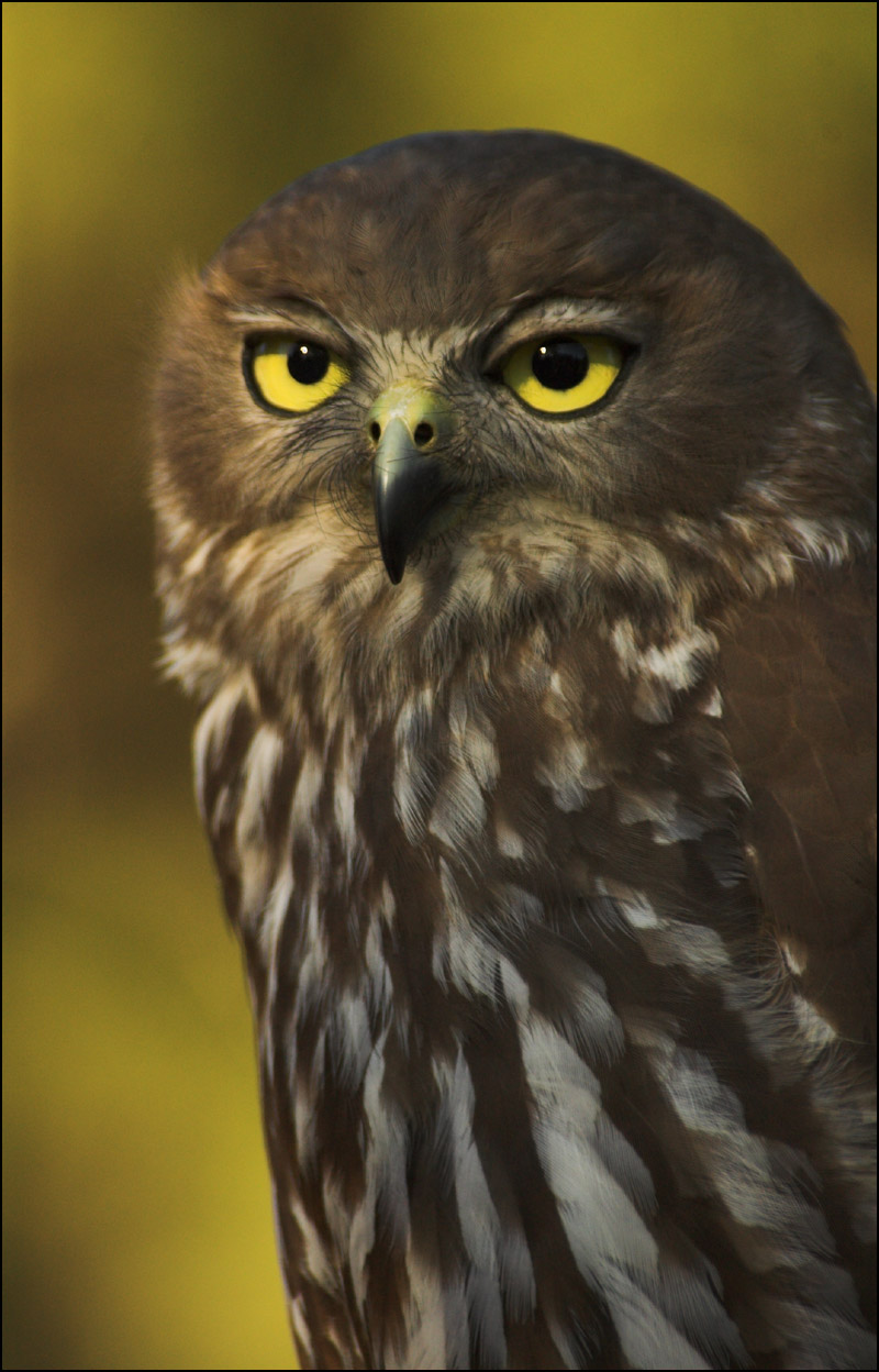 Fotografía por kimbomac para DesignCrowd (Community Contests) | Diseño #9024156