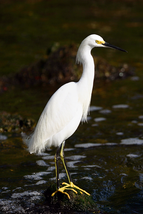 Photographie par zsandra pour DesignCrowd (Community Contests) | Design #9024187