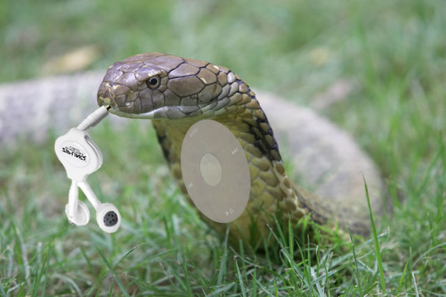 Photoshop Design by TANGOSHASTRA for DesignCrowd (Community Contests) | Design #9027236