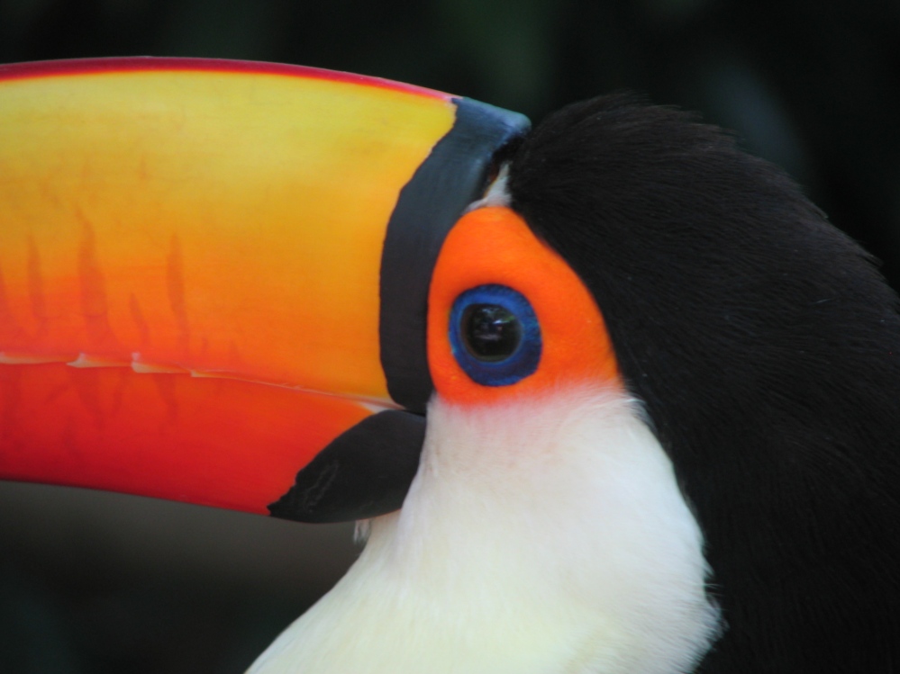 Fotografie von orazio für DesignCrowd (Community Contests) | Design #9024230