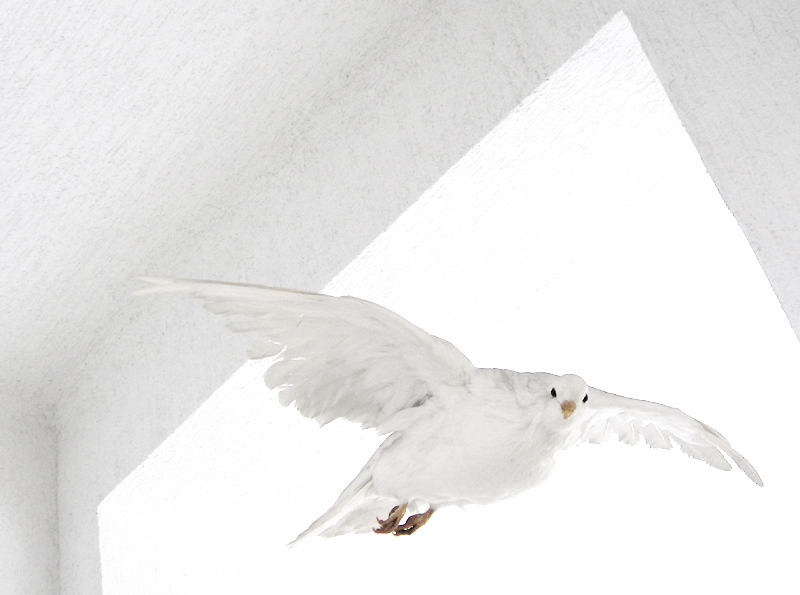 Photography by Firenzesca for DesignCrowd (Community Contests) | Design #9024233