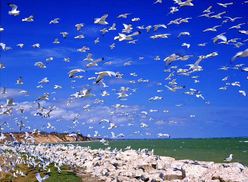 Fotografía por northman para DesignCrowd (Community Contests) | Diseño #9024251