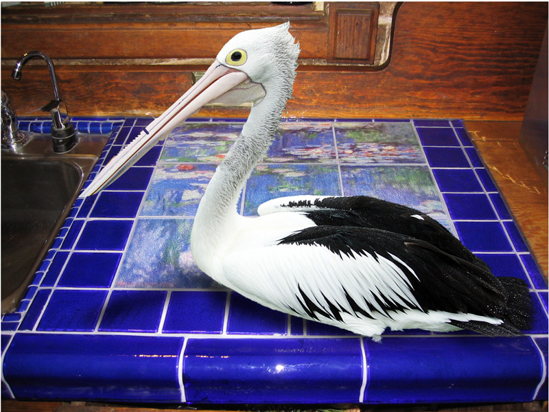 Photoshop Design by jesterbryanc for DesignCrowd (Community Contests) | Design #9027255