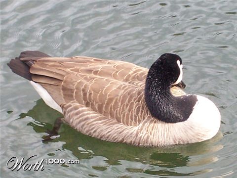 Photography by lissette2474