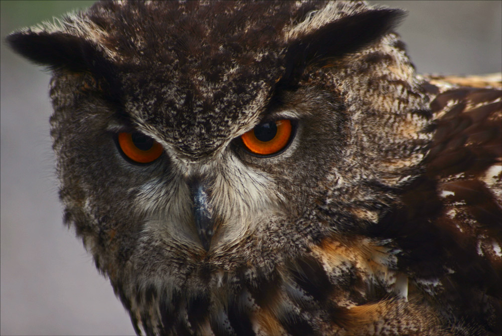 Fotografie von bozosafari für DesignCrowd (Community Contests) | Design #9024142