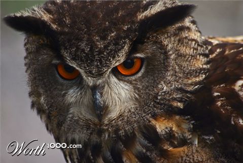 Photography by bozosafari