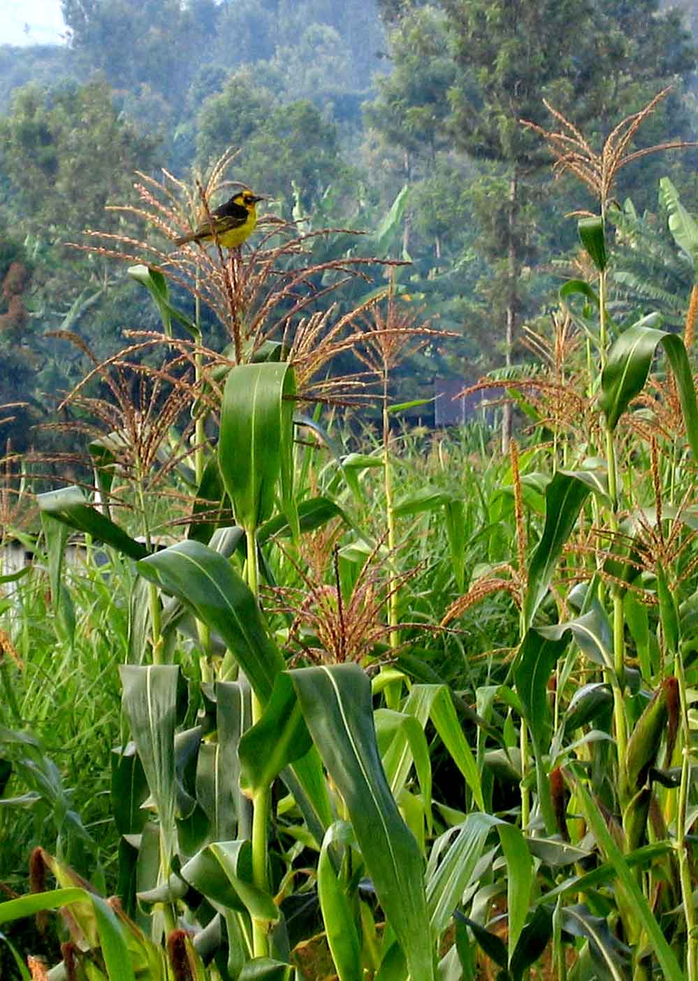 Photographie par pykeman pour DesignCrowd (Community Contests) | Design #9024245