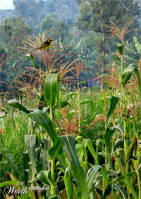 Photography by pykeman