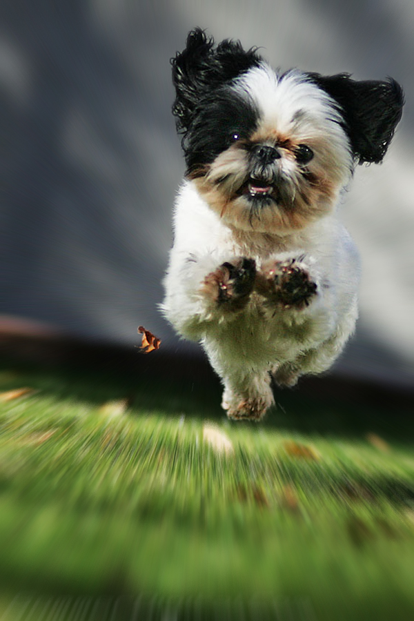 Photoshop Design by drakyssej for DesignCrowd (Community Contests) | Design #9017925