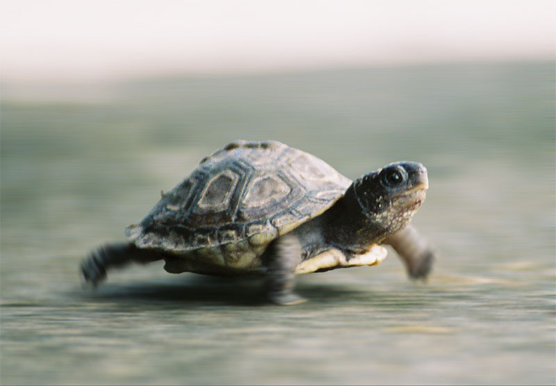 Diseño de Photoshop por Stubblychin para DesignCrowd (Community Contests) | Diseño #9017986