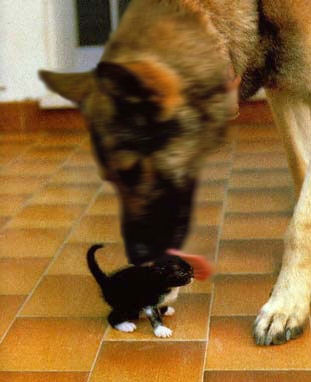 Photoshop-Design von Irrwitzer für DesignCrowd (Community Contests) | Design #9018009